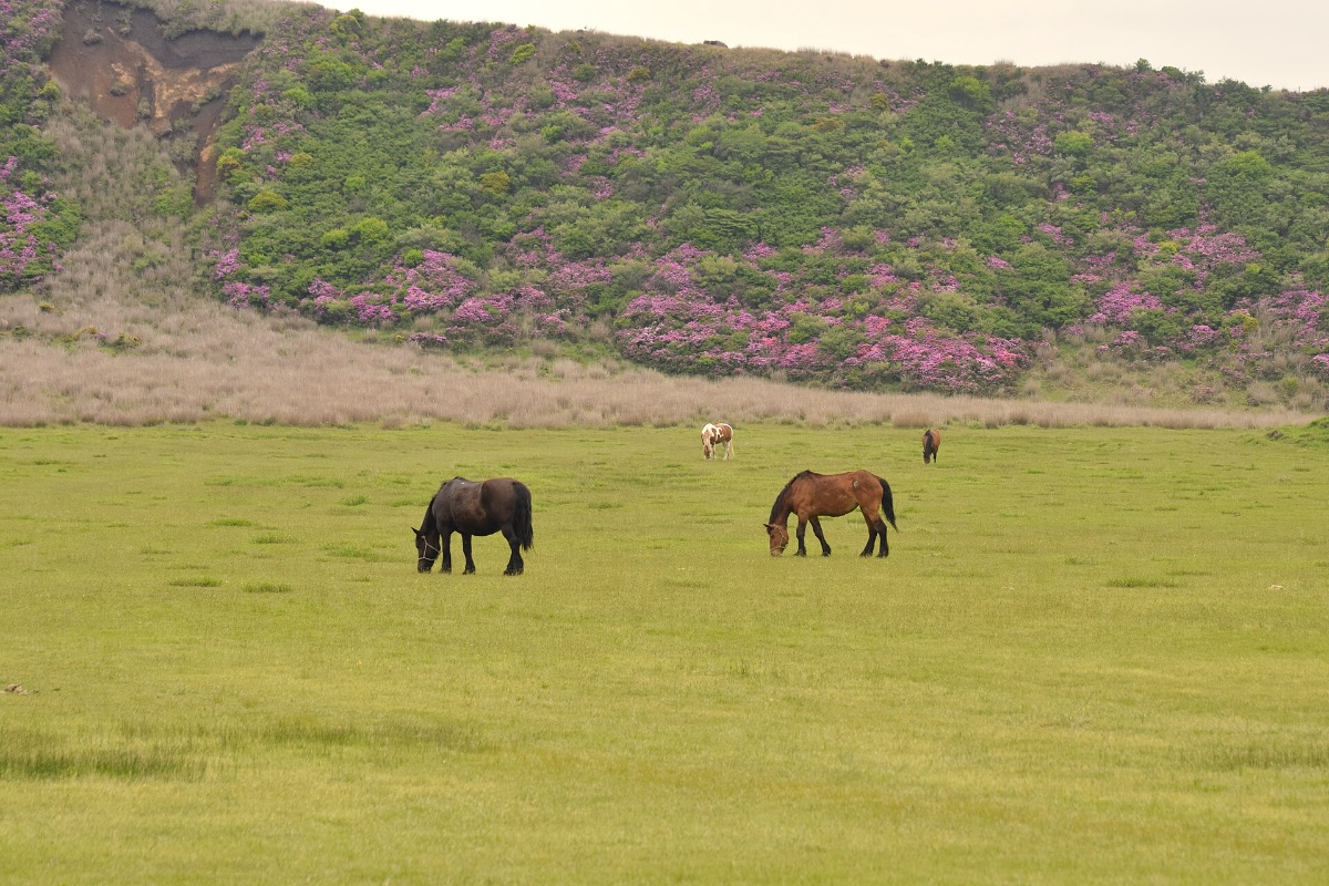 草千里ヶ浜で草をはむ馬
